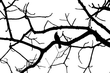Tree branch silhouette for project decoration on a white background.