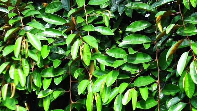 Chrysophyllum cainito (Also known cainito, caimito, tar apple, star apple, purple star apple, golden leaf tree, abiaba, pomme de lait) leaves