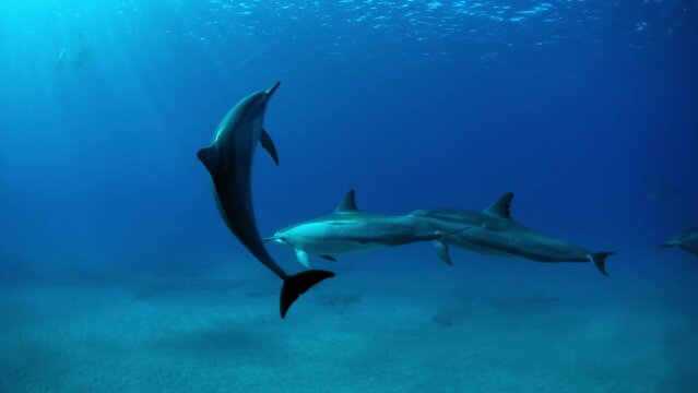 Slow Motion Shot Of Beautiful Dolphins Swimming Together Underwater - Waikiki, Hawaii