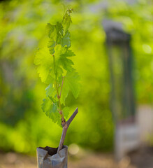High-quality grape seedling with fresh green sprouts.