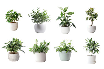 Gorgeous Collection of Potted Plants Isolated on Clear Background Created with Generative AI and Other Techniques