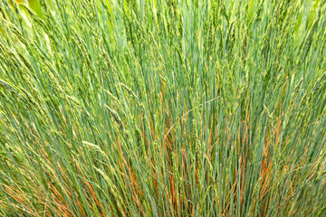 Unrefined Elegance Textured Patterns of Wild Grasses