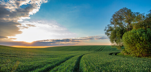 Obraz premium Green Wheat Fields and Blue Skies Nature's Palette