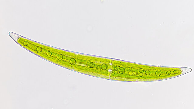 Freshwater phytoplankton, Closterium sp. Live cell. 400x magnification
