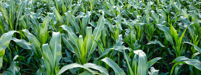 Bounty of the Land: Lush Green Corn Growing in the Field