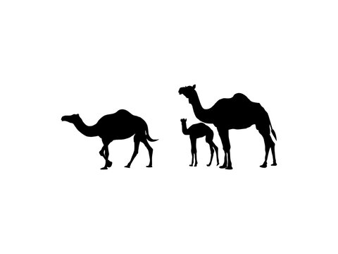 Camel icon silhouette vector illustration.Camel graphic icon. Camel black sign isolated on white background. Camel symbol of desert. Vector illustration.Animal Logo Silhouette.