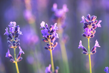 Focusing on Lavender: Capturing the Beauty of Nature