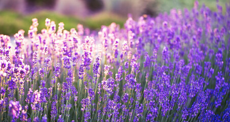 Fototapeta premium Lavender Fields Forever: Capturing the Beauty of Blooming Bushes
