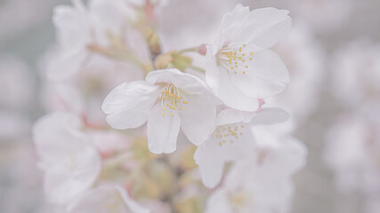 春の光を浴びる桜の花