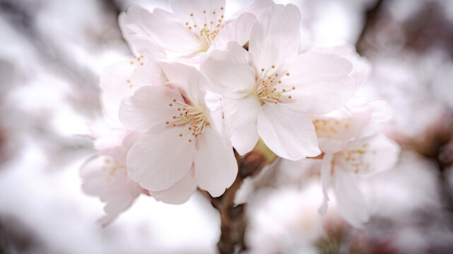 春の光を浴びる桜の花