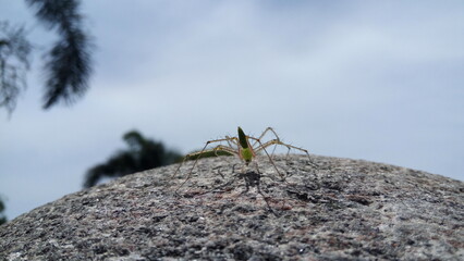 spider on a rock