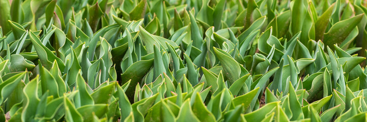Tulips. Freshly sprouted tulips planted in a garden bed. Spring flowers. Tulips fresh foliage banner.