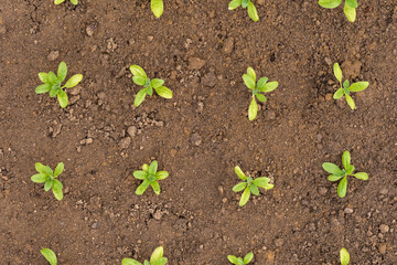Matthiola incana. Stock flower seedlings planted in a garden bed. Cold hardy annual cut flowers. Scented stock. Top view.