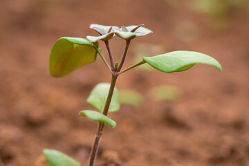 Pinching flowers. Pinching or snipping out a part of the new plant’s growth encourages plants to produce more branches, therefore more flowers.