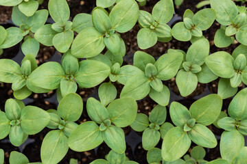 Young Snapdragon flower seedlings in their propagation tray. Cut flower garden DIY. Plant seedlings. Top view.