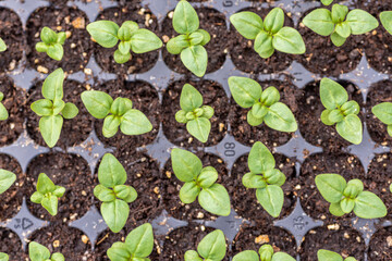 Young Snapdragon flower seedlings in their propagation tray. Cut flower garden DIY. Plant seedlings. Top view.