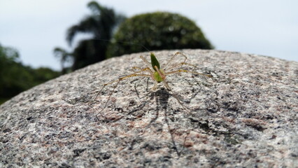spider on a rock
