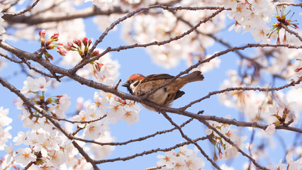 A low angle view of a sparrow perching on a cherry blossom tree in spring japan