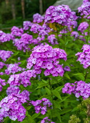 Flowers "Phlox paniculata" close-up on the background of greenery in summer