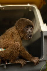 Modo machin mirando fijamente