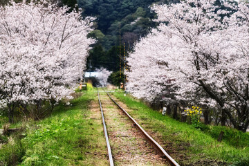 里山の線路と桜並木