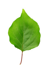 Green apricot leaf. Isolated on a white background.