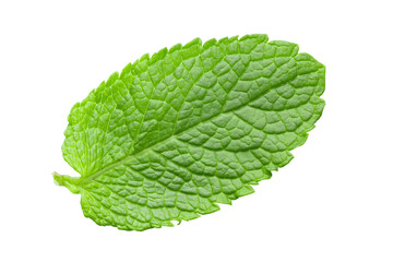One fresh mint leaf. Close-up. Isolated on white background.