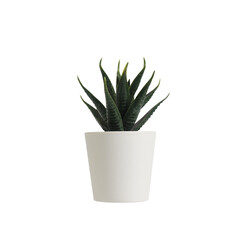 nature potted succulent plant in white flowerpot isolated in front of clean white background with green cactus and cacti is called haworthia in desert