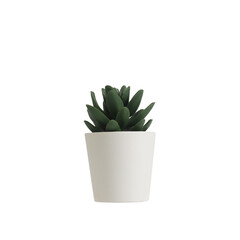 nature potted succulent plant in white flowerpot isolated in front of clean white background with green cactus and cacti is called pachyphytum in desert