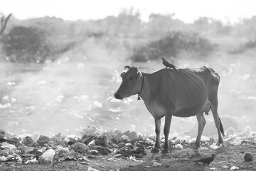 Cattle and pigs grazing among burning plastic at rubbish dump Waste and Garbage Dumping Site. Pile of Plastic waste at garbage landfill. Animals and birds feeding on the garbage. Environmental hazard