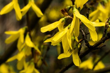 Kwitnąca forsycja, ogrom żółtych kwiatów z zbliżeniem na kilka najbliższych