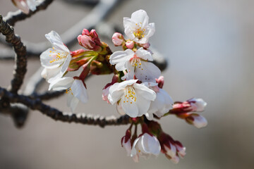日本の花ソメイヨシノ