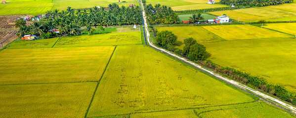 Panoramic view of ripe rice fields with winding red dirt road in Tay Ninh Province, Vietnam