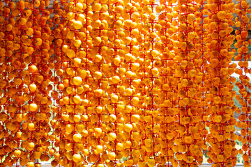 Fresh persimmons are dried in Da Lat, Vietnam by hanging them on a rig and placed in an airtight house