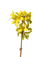 Forsythia yellow flowers isolated on transparent background, PNG.  Spring season.