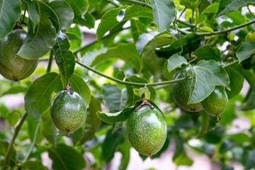 passion fruit on the trellis, passion fruit is the fruit of a number of plants in the Passiflora family