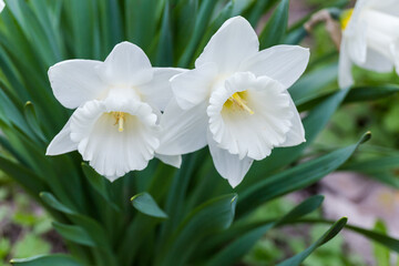 White flowers of narcissus with trumpet-shaped corona, close-up