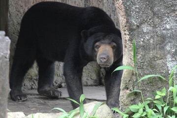 Fototapeta na wymiar a sun bear alone in an outdoor enclosure at a zoo