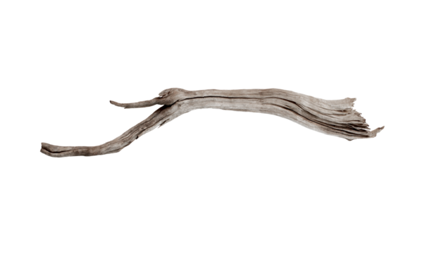 tree branch isolated on transparent background.PNG format
