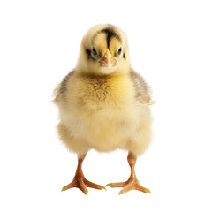 Obraz premium chick isolated on white