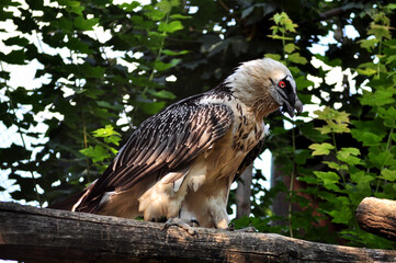 Bearded vulture (Gypaetus barbatus) portrait