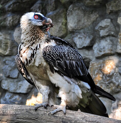 Bearded vulture (Gypaetus barbatus) portrait