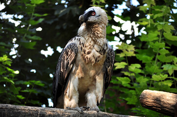 Bearded vulture (Gypaetus barbatus) portrait