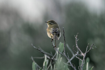 This adorable photo captures the essence of a common chiffchaff bird looking up with its big round eyes, surrounded by soft colors and beautiful light. 