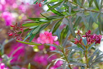 Laurier-rose 