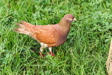 Brown pigeon walking on grass
