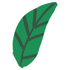 Leaf illustration 