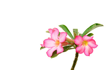 Floral background. Close up of Tropical flower Pink Adenium. Desert rose on white background.
