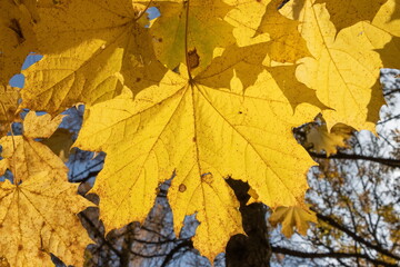 yellow maple leaves