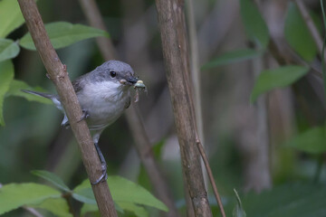 bird on a branch